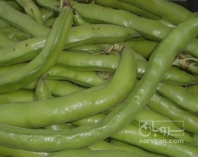 فروش هکتاری باقلا تازه - باقالی - باقالا