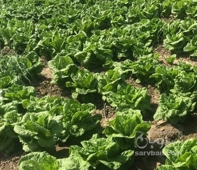 فروش کاهو ایرانی - رومانو