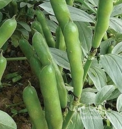 فروش هکتاری  باقلا تازه - باقالی - باقالا