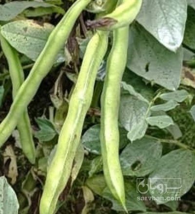 فروش باقلا تازه - باقالی - باقالا