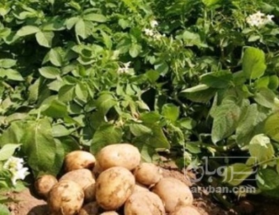 فروش سیب زمینی
