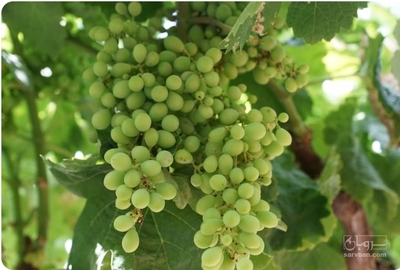 فروش غوره
