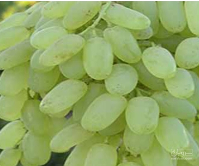 فروش انگور
