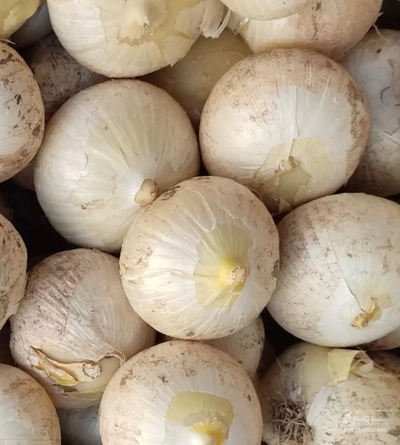 فروش موسیر