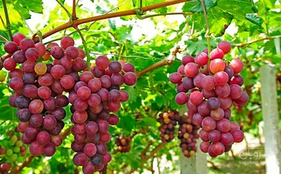 فروش انگوریاقوتی