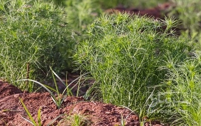 فروش زیره (گیاه‌ دارویی)