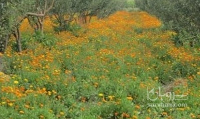 فروش خاکشیر (گیاه‌ دارویی)