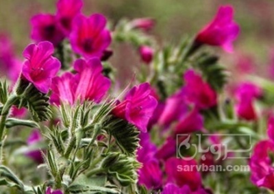 فروش گل گاو زبان - گاوزبان (گیاه‌ دارویی)