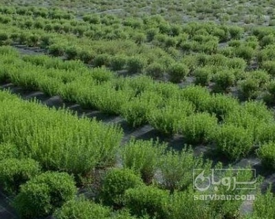 فروش آویشن خشک (گیاه‌ دارویی)