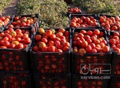 فروش گوجه فرنگی