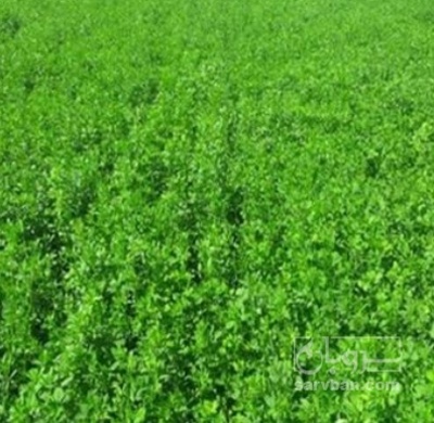 فروش یونجه