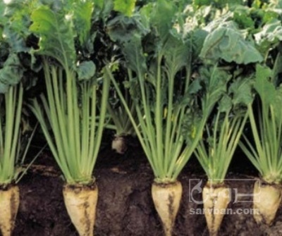 فروش چغندر قند