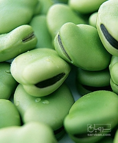 فروش باقلا تازه - باقالی - باقالا