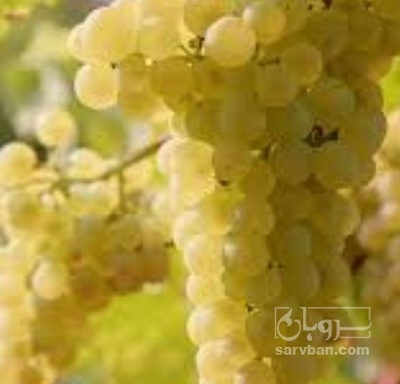 فروش انگور