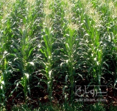 فروش ذرت