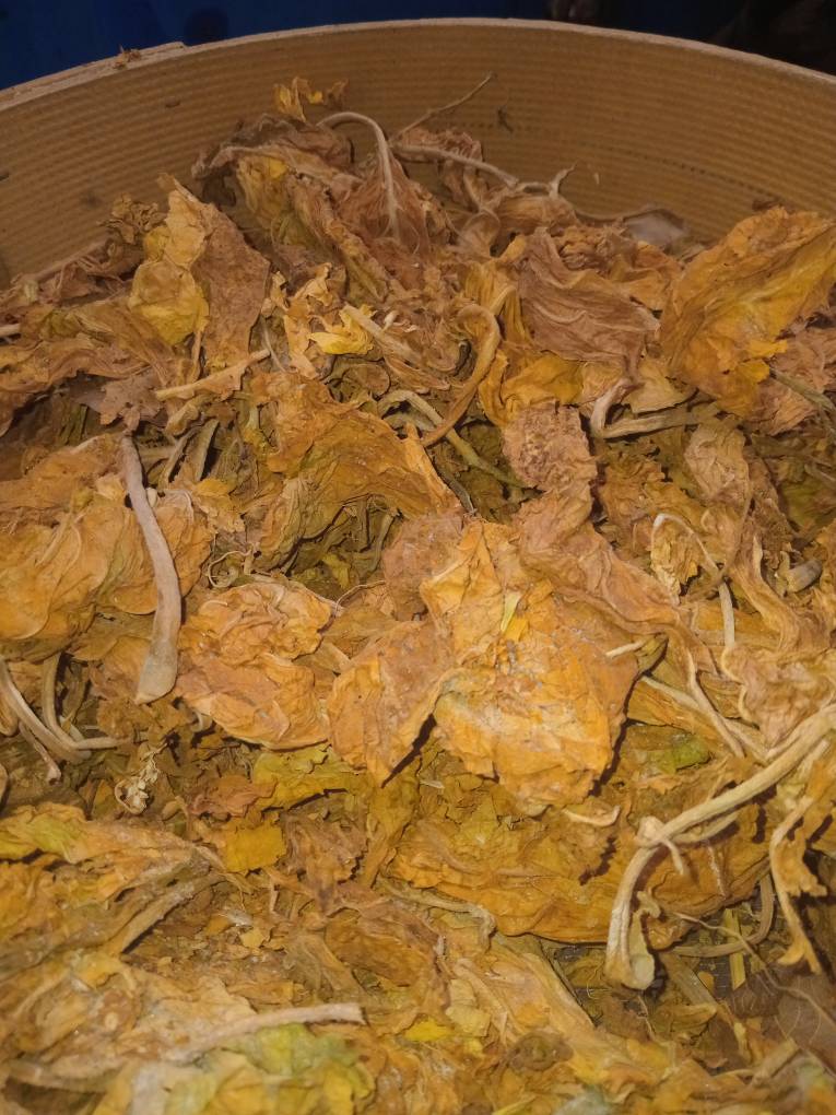 فروش تنباکو کوهی (گیاه‌ دارویی)