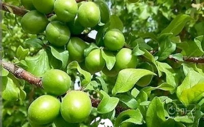 فروش گوجه سبز