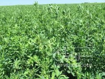 فروش یونجه