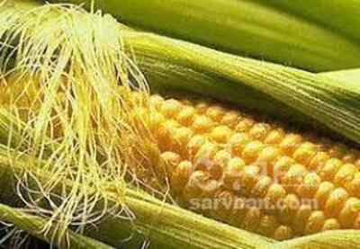 فروش ذرت دانه ای