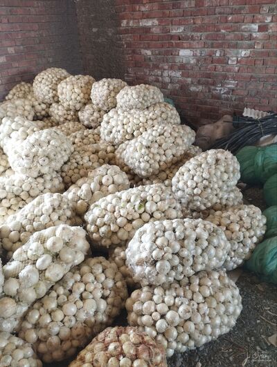 فروش پیاز سفید