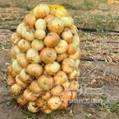 فروش پیاززرد