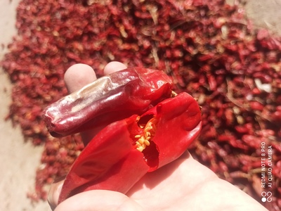 فروش فلفل قرمز خشک