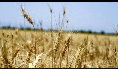فروش گندم دیم