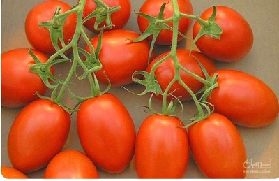 فروش گوجه فرنگی