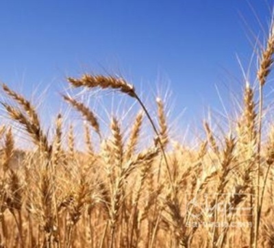 فروش گندم