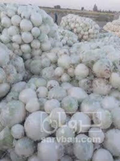 فروش پیازسفید