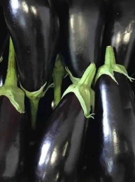 فروش بادمجان