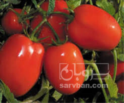 فروش گوجه فرنگی