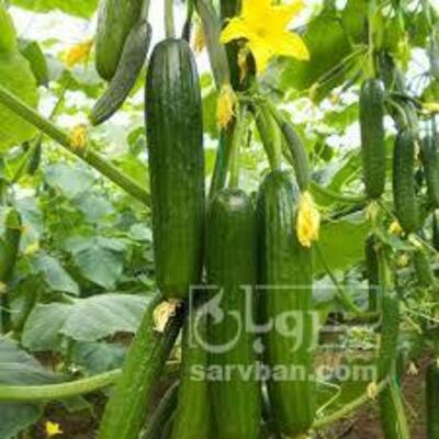 فروش خیارگلخانه ای