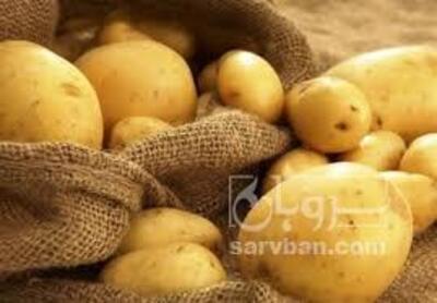 فروش سیب زمینی کلمبا