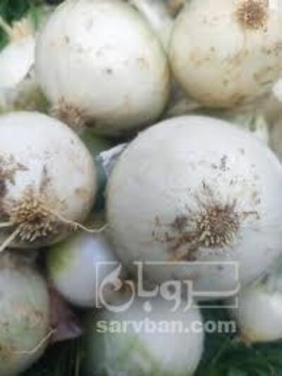 فروش پیاز سفید