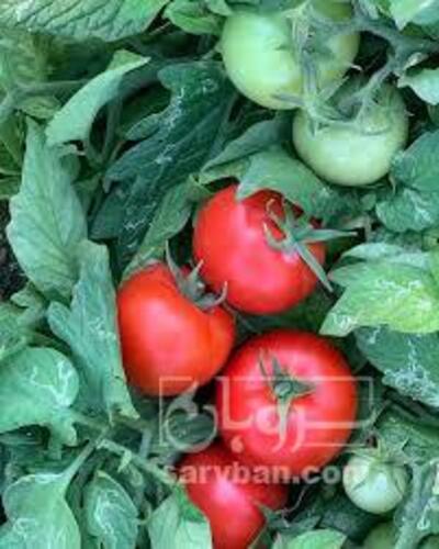 فروش گوجه فرنگی