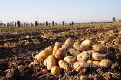 فروش سیب زمینی
