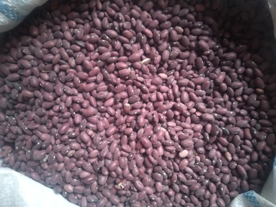 فروش لوبیا قرمز