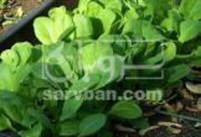 فروش شاهی - تره تیزک