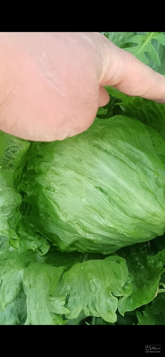 فروش کاهو ایسبرگ - آیسبرگ