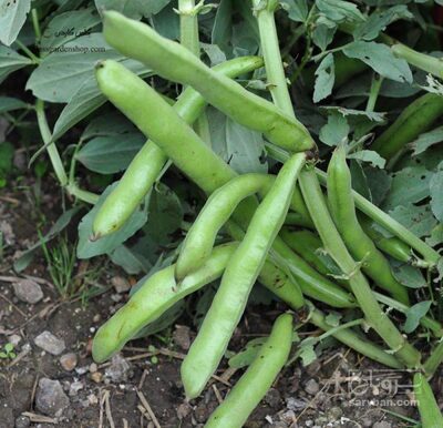 فروش باقلا تازه - باقالی - باقالا