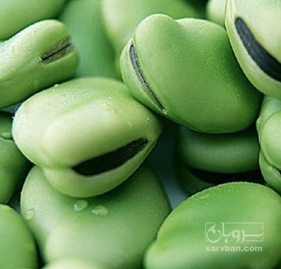 فروش هکتاری باقلا تازه - باقالی - باقالا