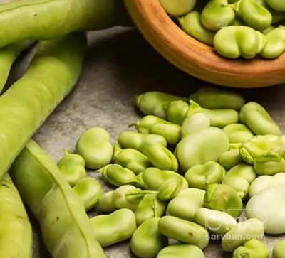 فروش هکتاری باقلا تازه - باقالی - باقالا