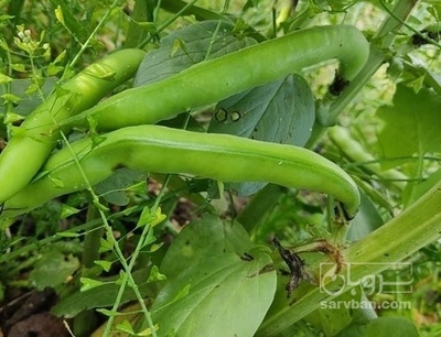 فروش باقلا تازه - باقالی - باقالا