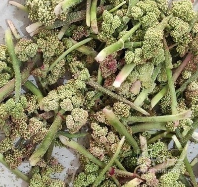 فروش ریواس(گل ریواس) (گیاه‌ دارویی)