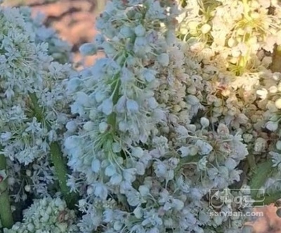 فروش ریواس(گل ریواس) (گیاه‌ دارویی)