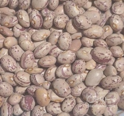 فروش لوبیا چیتی