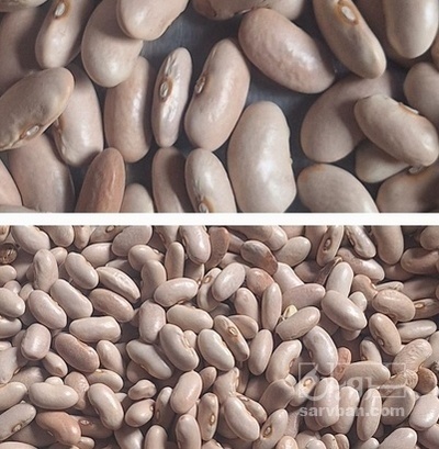 فروش لوبیا کشاورزی