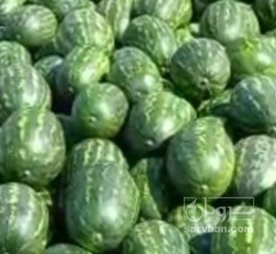 فروش هندوانه بیضی