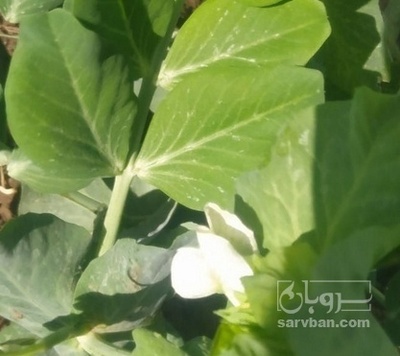 فروش نخود فرنگی